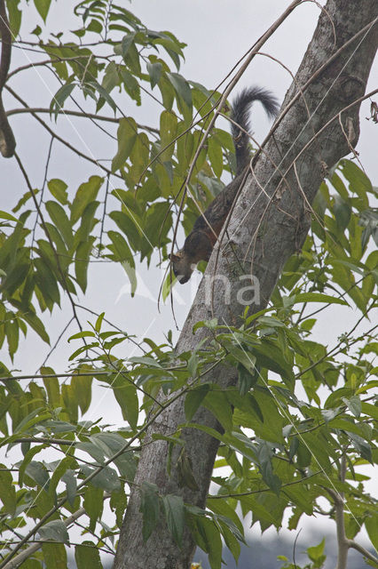 Sciurus variegatoides