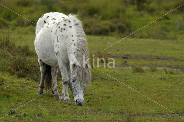 Shetland pony (Equus spp)