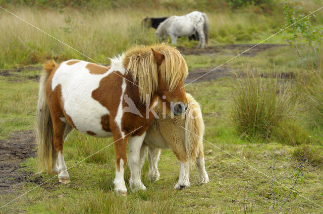 Shetland pony (Equus spp)