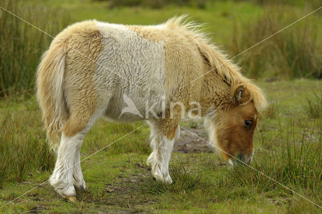 Shetland pony (Equus spp)