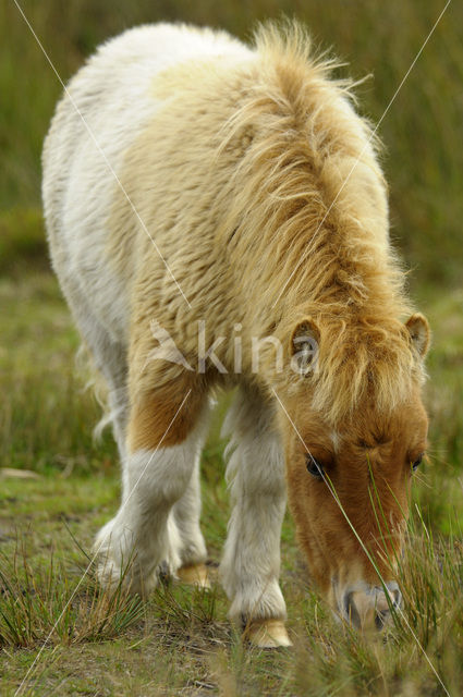 Shetland pony (Equus spp)