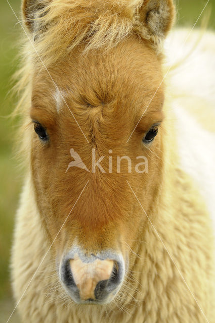 Shetland pony (Equus spp)