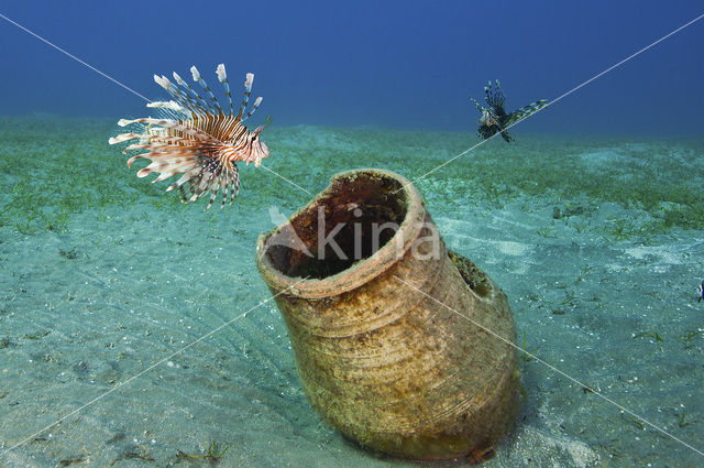 Radial lionfish