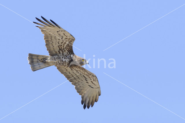 Short-toed Eagle (Circaetus gallicus)