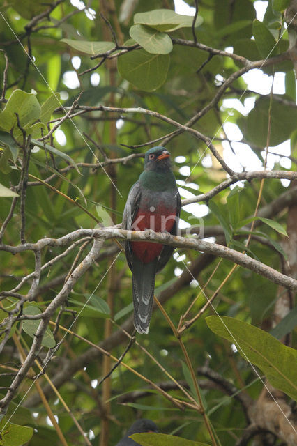 Slaty-tailed Trogon (Trogon massena)