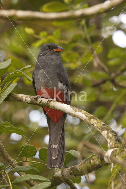 Slaty-tailed Trogon (Trogon massena)