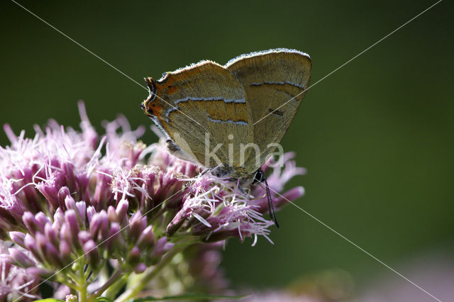 Sleedoornpage (Thecla betulae)