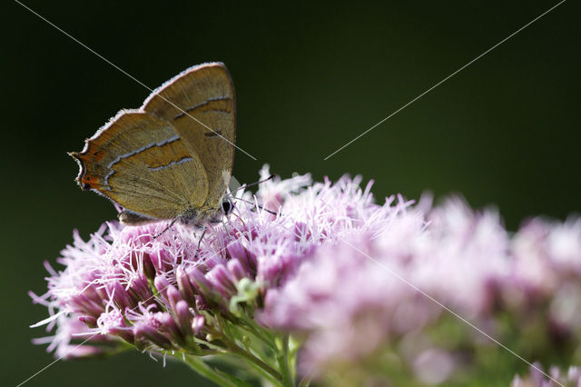 Brown Hairstreak (Thecla betulae)