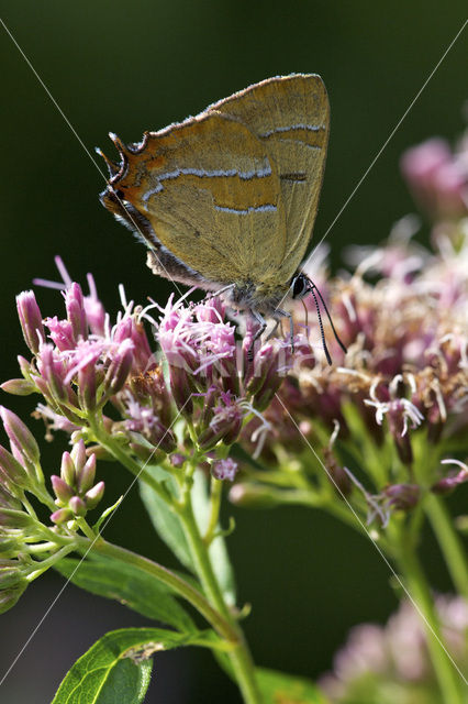 Brown Hairstreak (Thecla betulae)