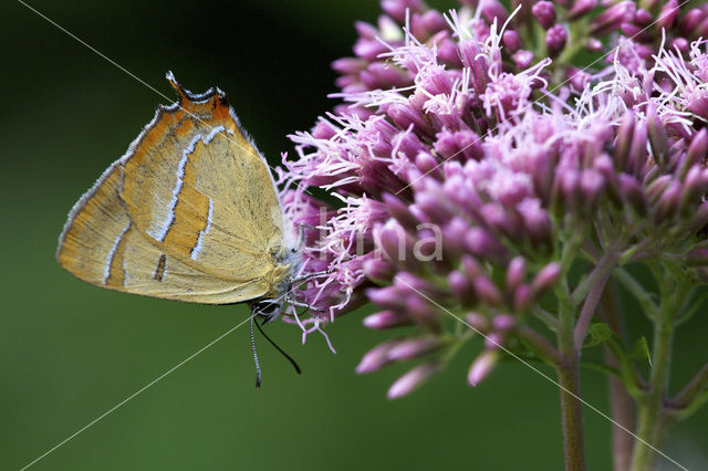 Sleedoornpage (Thecla betulae)