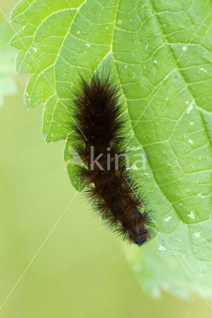 Sneeuwbeer (Spilosoma urticae)