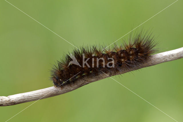 Sneeuwbeer (Spilosoma urticae)