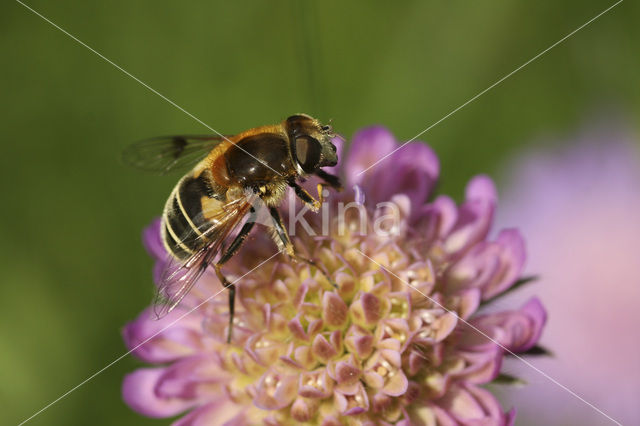 Eristalis jugorum