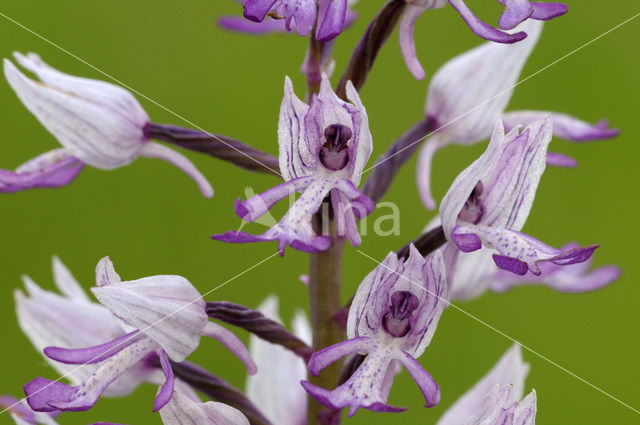 Military Orchid (Orchis militaris)