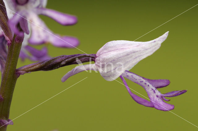 Soldaatje (Orchis militaris)