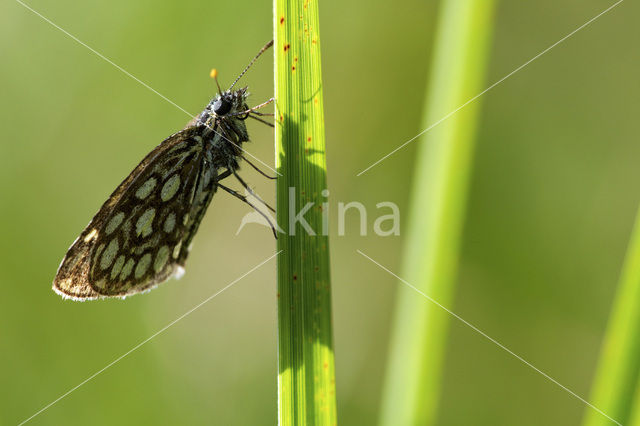 Spiegeldikkopje (Heteropterus morpheus)