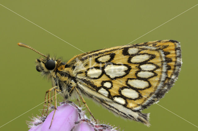 Spiegeldikkopje (Heteropterus morpheus)