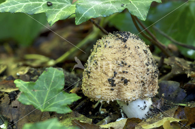 Lepiota aspera