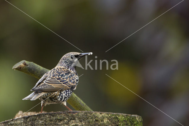 European Starling (Sturnus vulgaris)