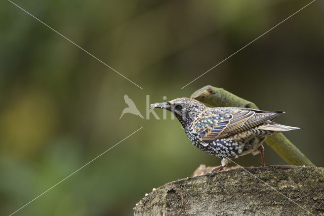 Spreeuw (Sturnus vulgaris)