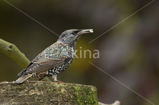 European Starling (Sturnus vulgaris)