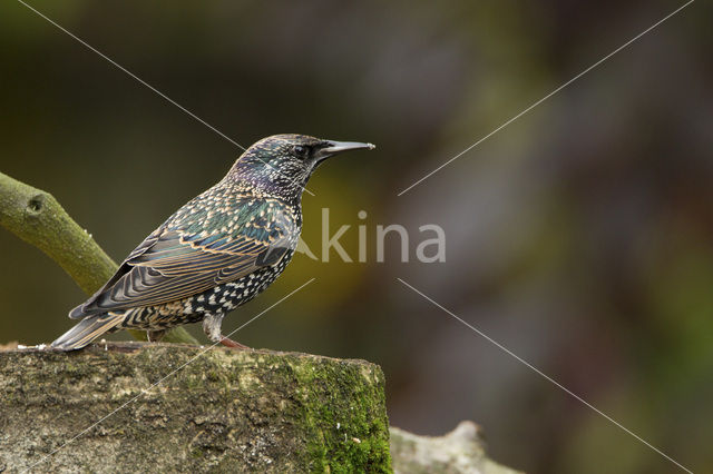 European Starling (Sturnus vulgaris)