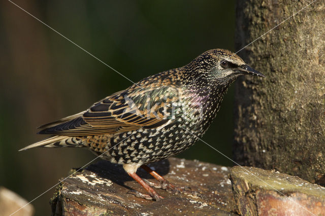 European Starling (Sturnus vulgaris)