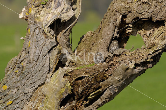 Steenuil (Athene noctua)