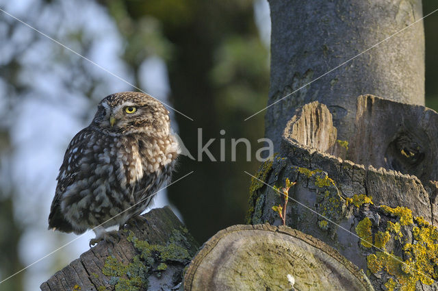 Steenuil (Athene noctua)