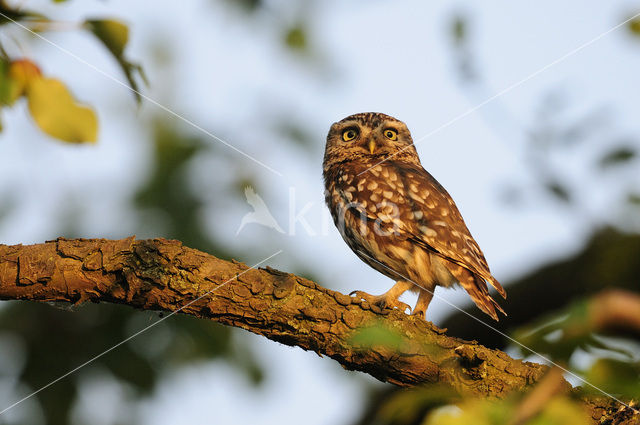 Steenuil (Athene noctua)