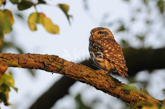 Little Owl (Athene noctua)