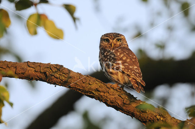 Little Owl (Athene noctua)