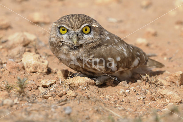 Steenuil (Athene noctua)