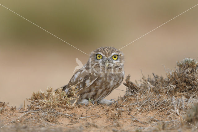 Steenuil (Athene noctua)