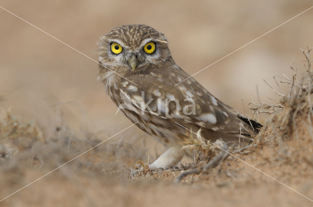 Steenuil (Athene noctua)