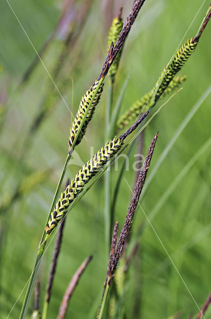 Tufted-sedge (Carex elata)