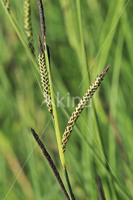 Tufted-sedge (Carex elata)