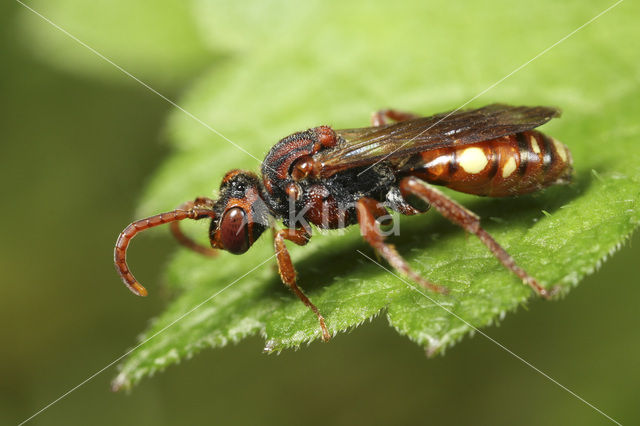 Stomptandwespbij (Nomada striata)