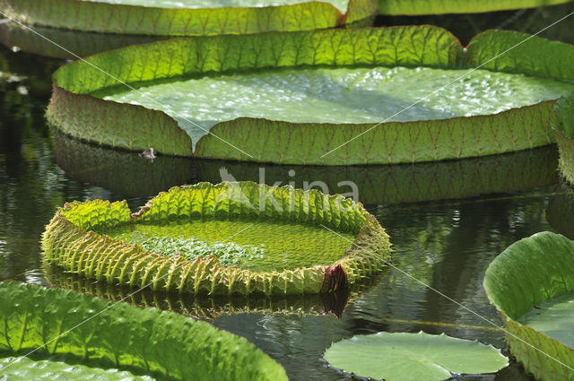 Surinaamse reuzenwaterlelie (Victoria amazonica corbanie)