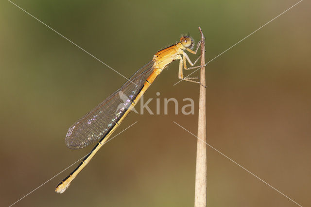 Scarce Blue-tailed Damselfly (Ischnura pumilio)