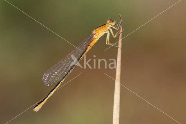 Scarce Blue-tailed Damselfly (Ischnura pumilio)