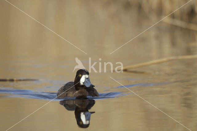 Greater Scaup (Aythya marila)