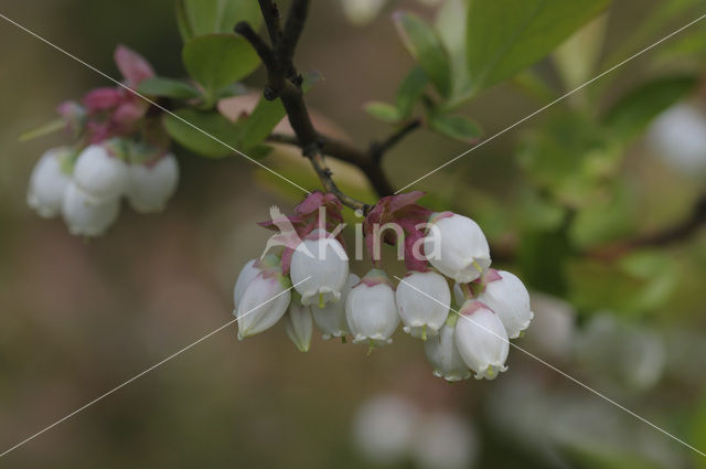 Highbush Blueberry (Vaccinium corymbosum)