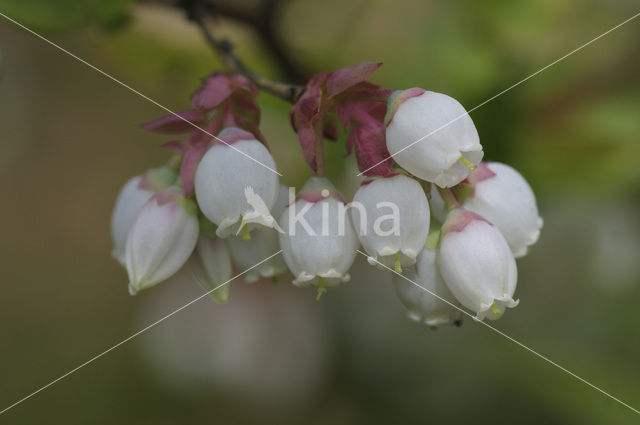 Highbush Blueberry (Vaccinium corymbosum)