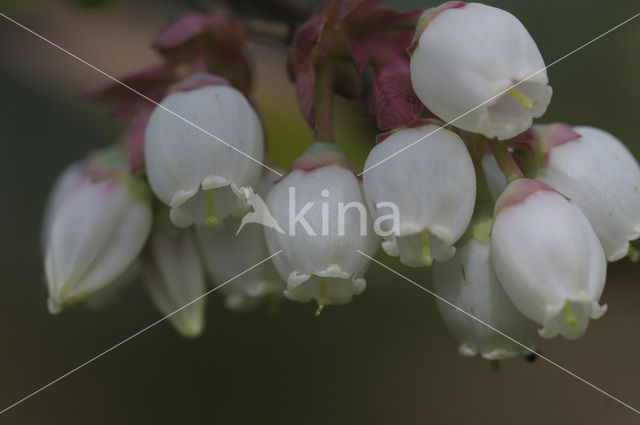 Highbush Blueberry (Vaccinium corymbosum)