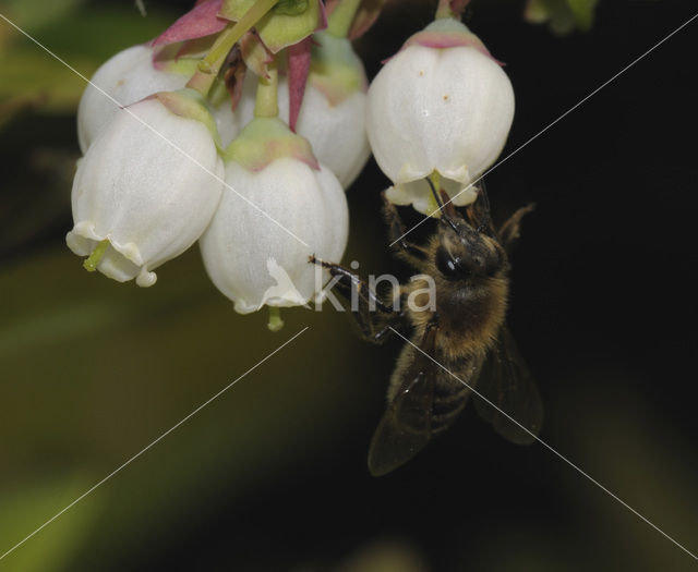 Highbush Blueberry (Vaccinium corymbosum)