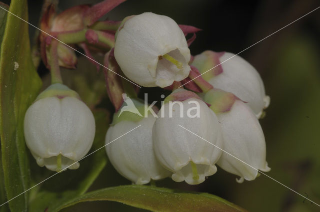 Highbush Blueberry (Vaccinium corymbosum)