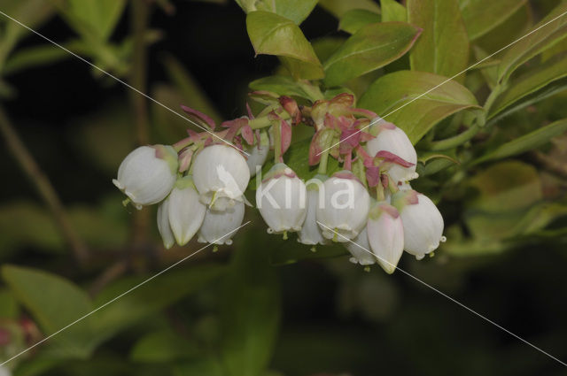 Highbush Blueberry (Vaccinium corymbosum)