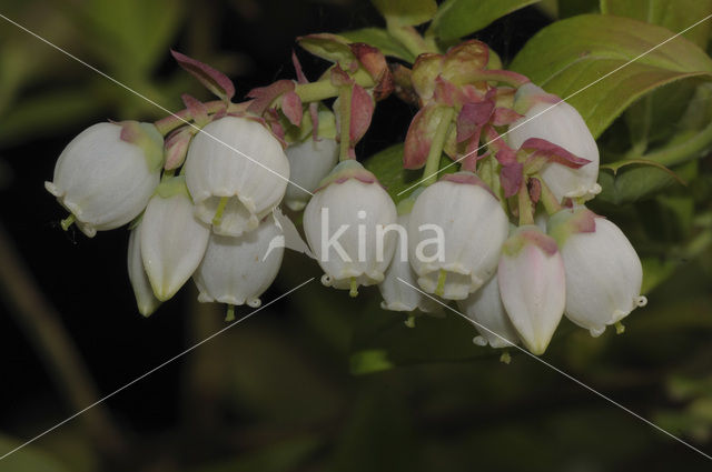 Highbush Blueberry (Vaccinium corymbosum)