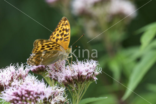 Pallas’s Fritillary (Argynnis laodice)